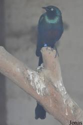 Le Jardin aux Oiseaux/Zoo d'Upie