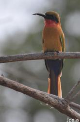 Mole National Park