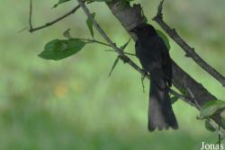 Dicrurus adsimilis