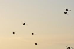 Mole National Park