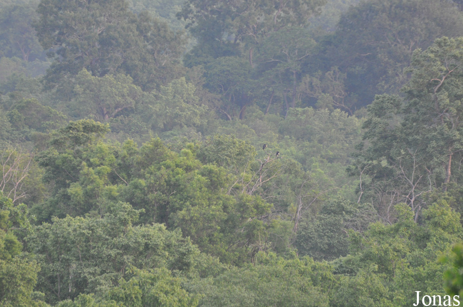 Mole National Park
