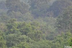 Mole National Park