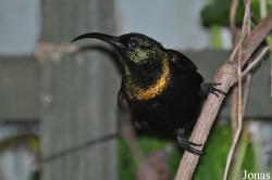 Tropical Wings Zoo