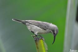 Tropical Wings Zoo