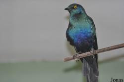 Zoo Berlin