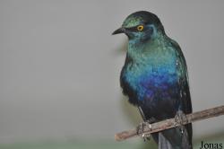 Lamprotornis chalybaeus