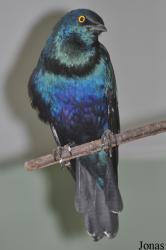 Zoo Berlin