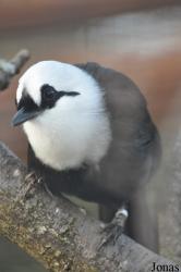 Chester Zoo