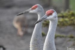 Blackbrook Zoological Park