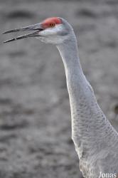 Blackbrook Zoological Park