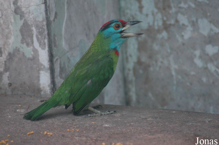 Shanghai Zoo
