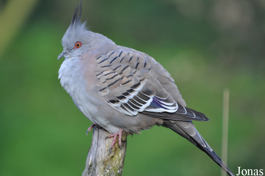 Vogelpark Marlow