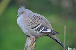 Vogelpark Marlow