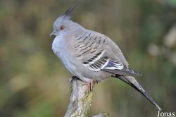 Vogelpark Marlow