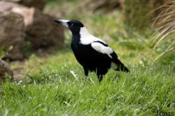 Gymnorhina tibicen hypoleuca
