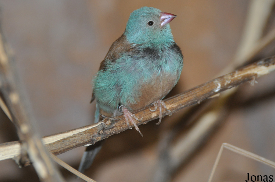 Zoo Wrocław