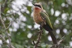 Arusha National Park