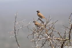 Passer gongonensis