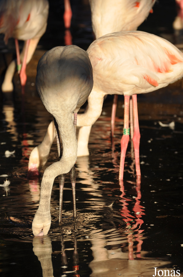 Zoo Praha