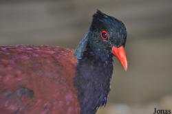 Weltvogelpark Walsrode