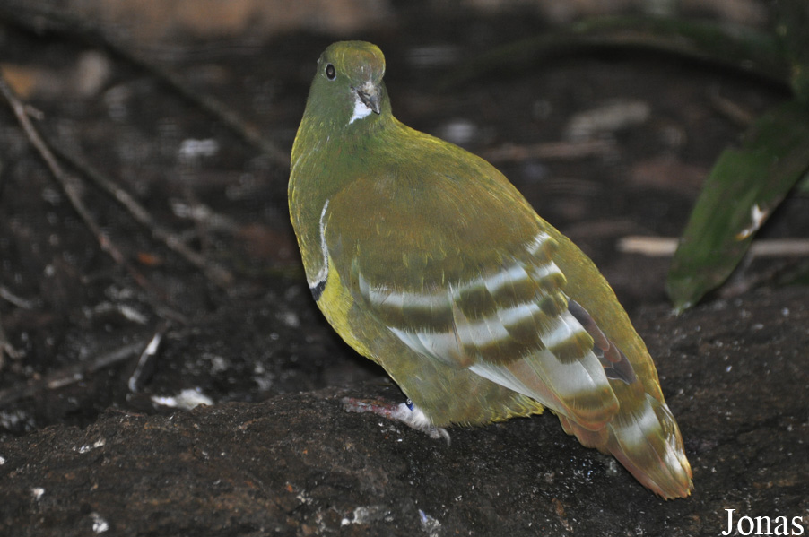 Weltvogelpark Walsrode