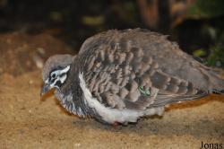 Weltvogelpark Walsrode