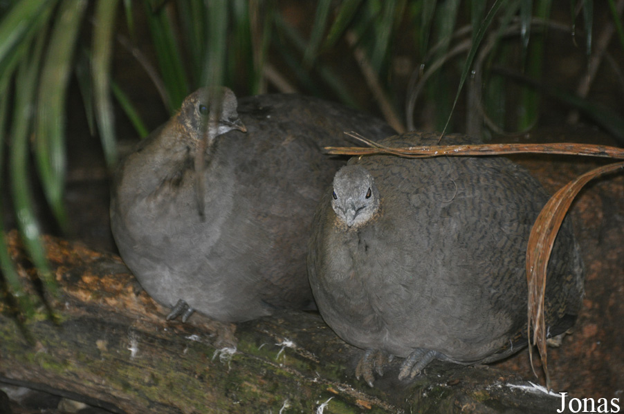 Weltvogelpark Walsrode