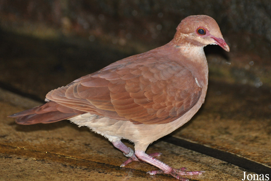 Weltvogelpark Walsrode