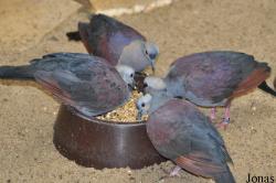 Weltvogelpark Walsrode