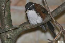 Pomatorhinus montanus