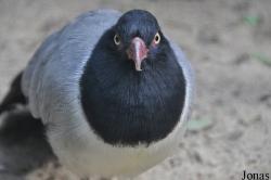 Weltvogelpark Walsrode