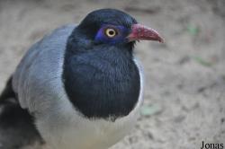 Weltvogelpark Walsrode