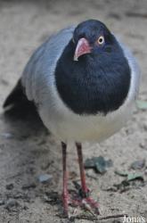 Weltvogelpark Walsrode