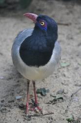 Weltvogelpark Walsrode