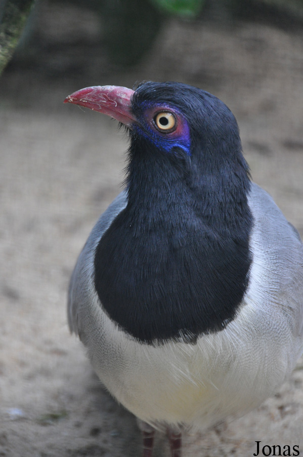 Weltvogelpark Walsrode