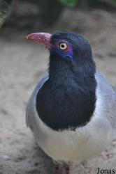 Weltvogelpark Walsrode