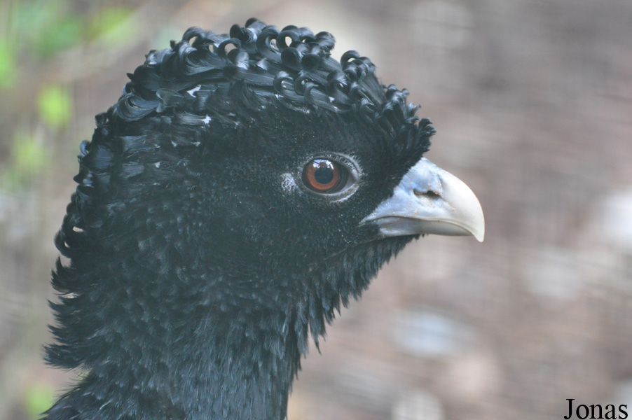Weltvogelpark Walsrode
