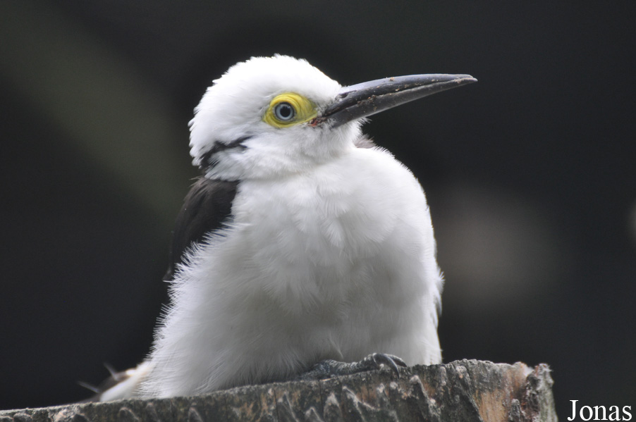 Weltvogelpark Walsrode