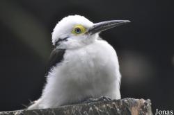 Weltvogelpark Walsrode