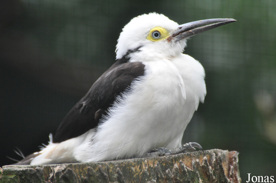 Weltvogelpark Walsrode