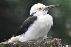 Weltvogelpark Walsrode