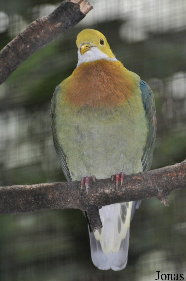 Weltvogelpark Walsrode
