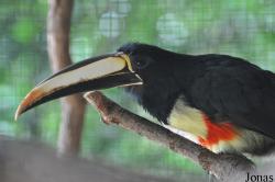 Weltvogelpark Walsrode