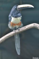Weltvogelpark Walsrode