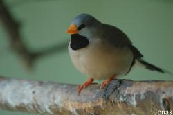 Vogelpark Irgenöd