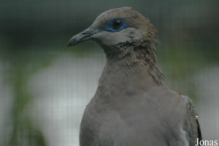 Zoologická a botanická zahrada města Plzně
