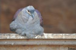 Vogelpark Turnersee
