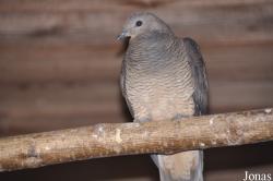 Vogelpark Turnersee
