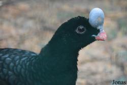Cracidae