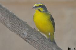Crithagra mozambica
